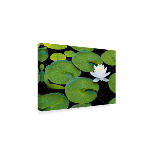 Michael Blanchette Photography 'Frog Living Room' Canvas Art,22x32
